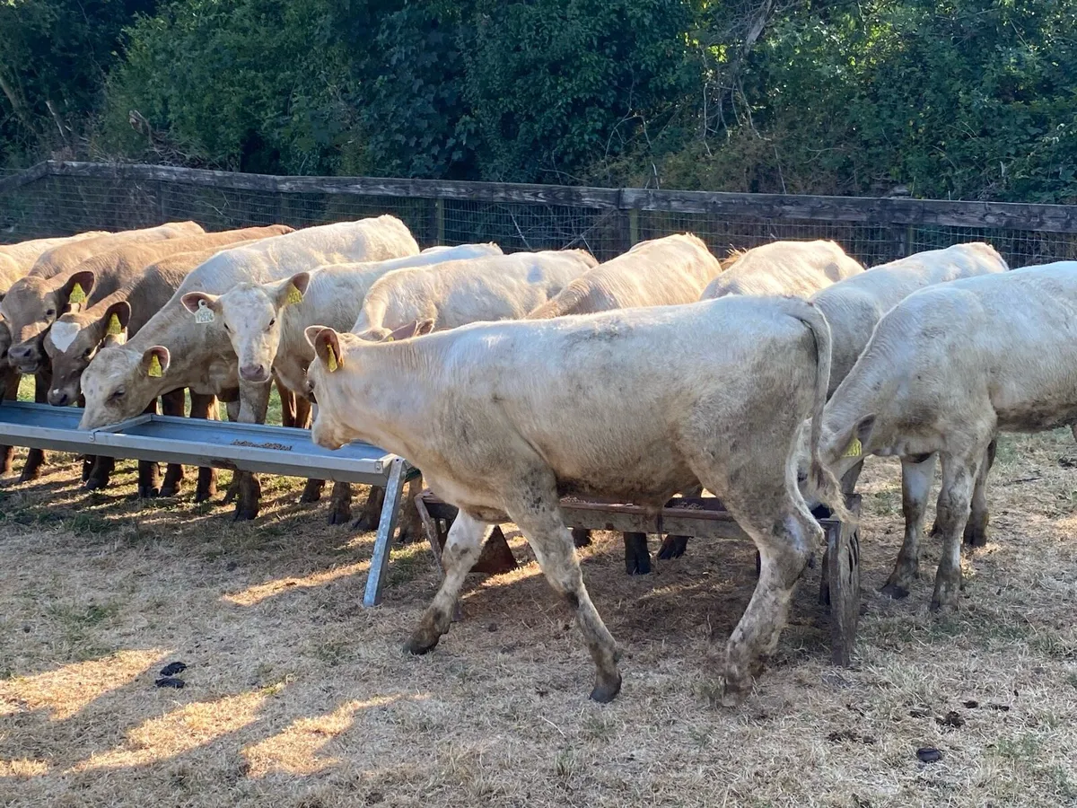 12 Charolais Runners 185kg (From one Herd) - Image 3