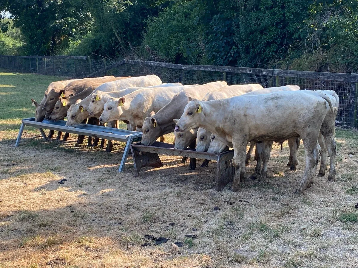 12 Charolais Runners 185kg (From one Herd) - Image 4