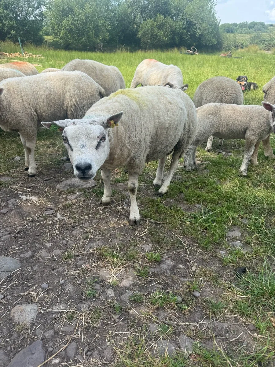 Beltex Ram - Image 1
