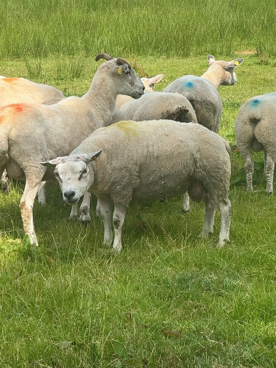 Beltex Ram - Image 2