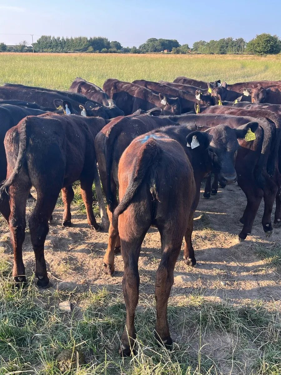 20 Angus heifers fully weaned - Image 1
