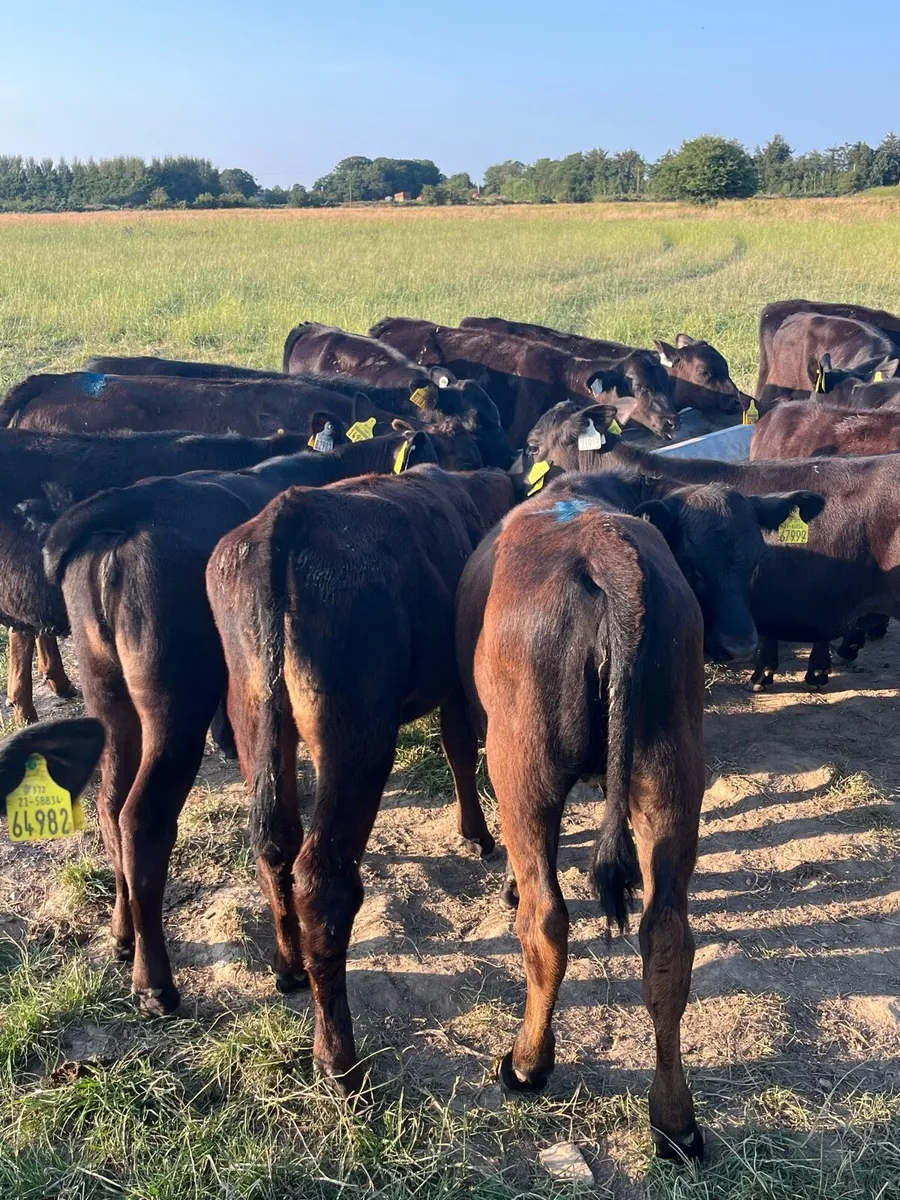 20 Angus heifers fully weaned - Image 3