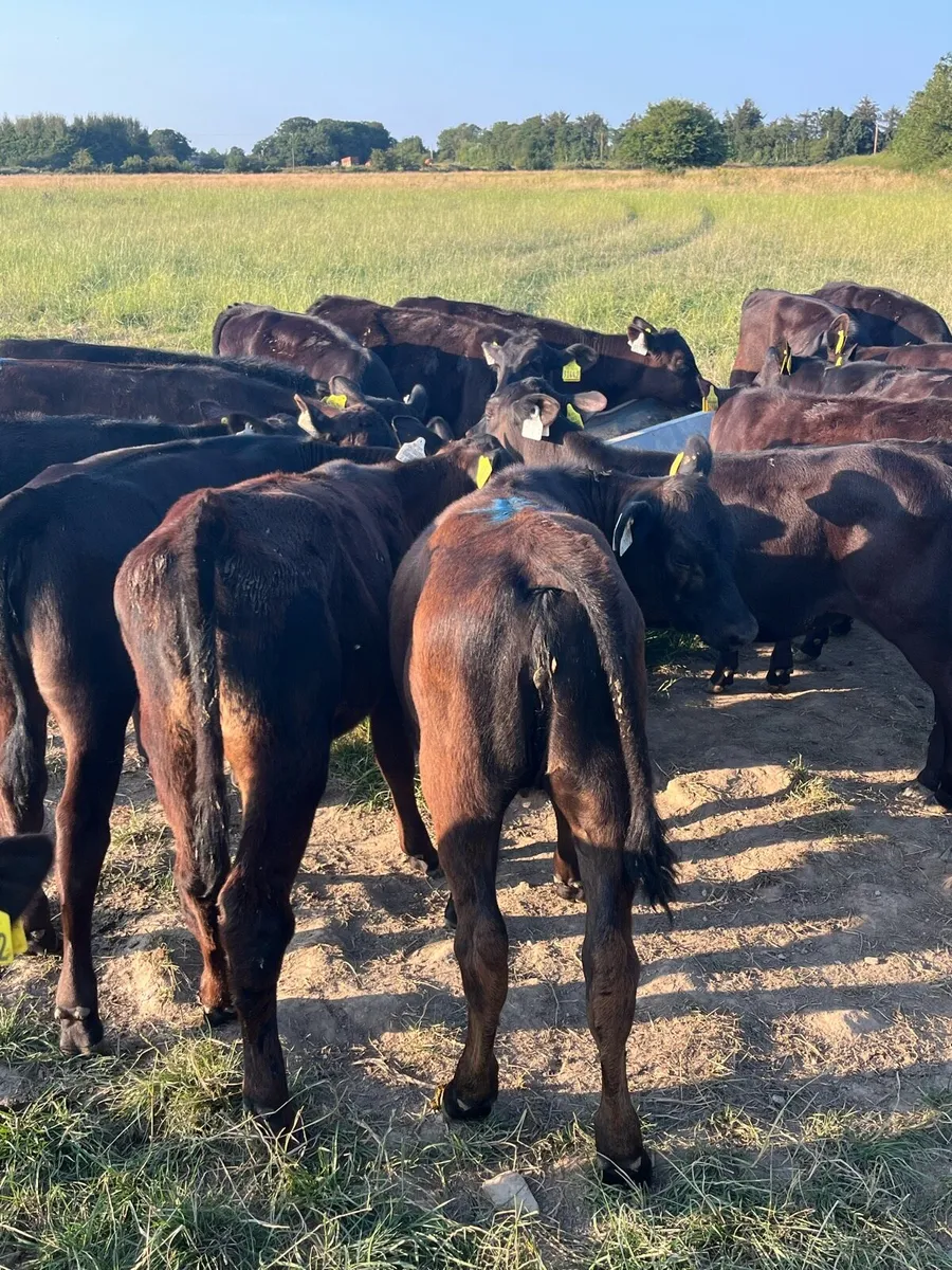 20 Angus heifers fully weaned - Image 4