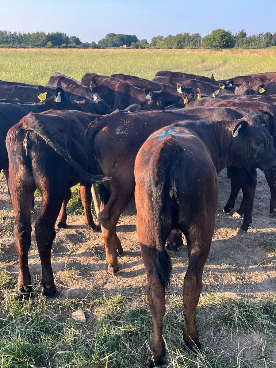 20 Angus heifers fully weaned - Image 2