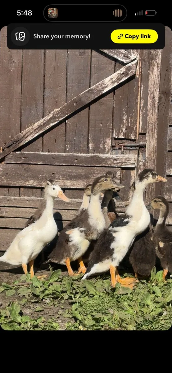 Indian runners ,pomeranian goslings - Image 1