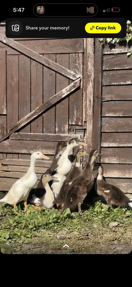 Indian runners ,pomeranian goslings - Image 2