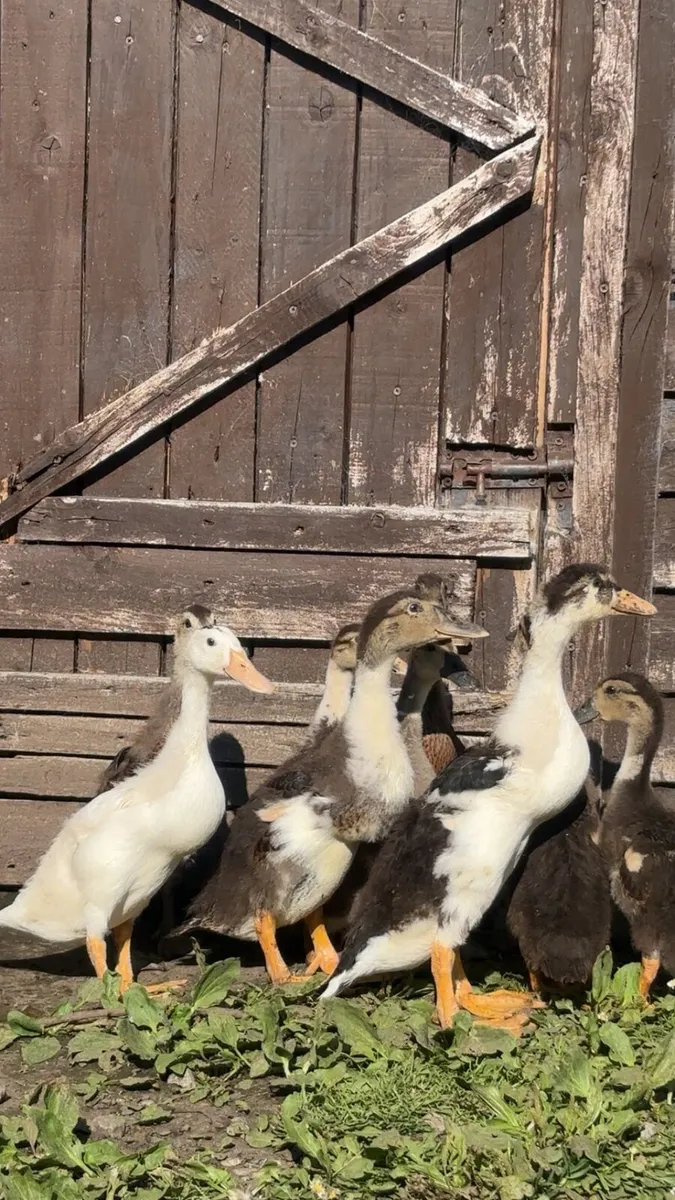 Indian runners ,pomeranian goslings - Image 3