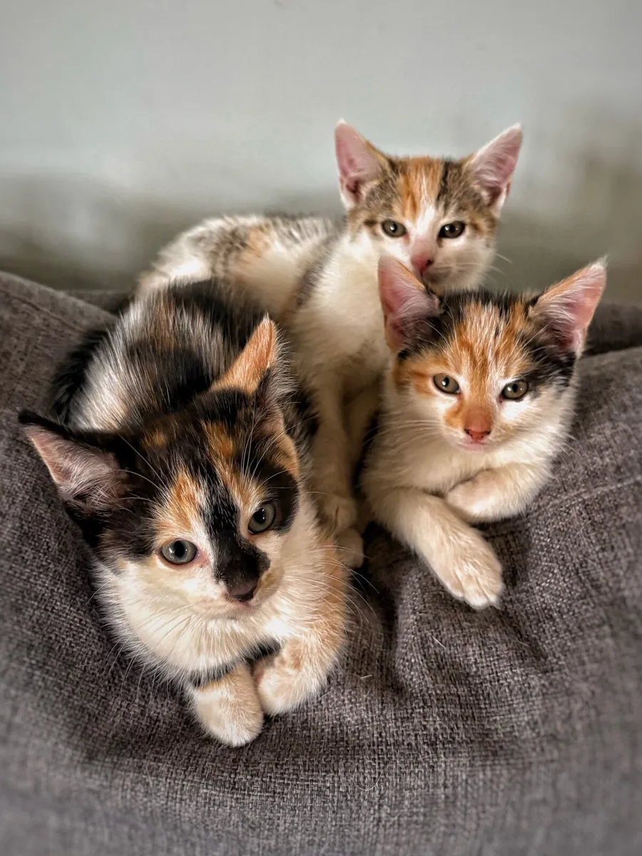 Cats