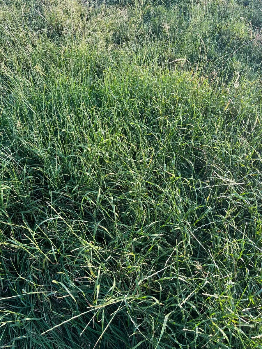 2nd cut silage - Image 2