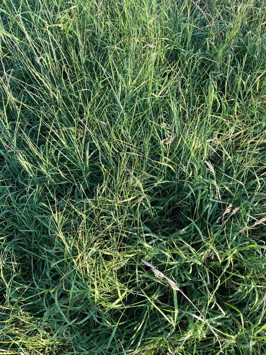 2nd cut silage - Image 3
