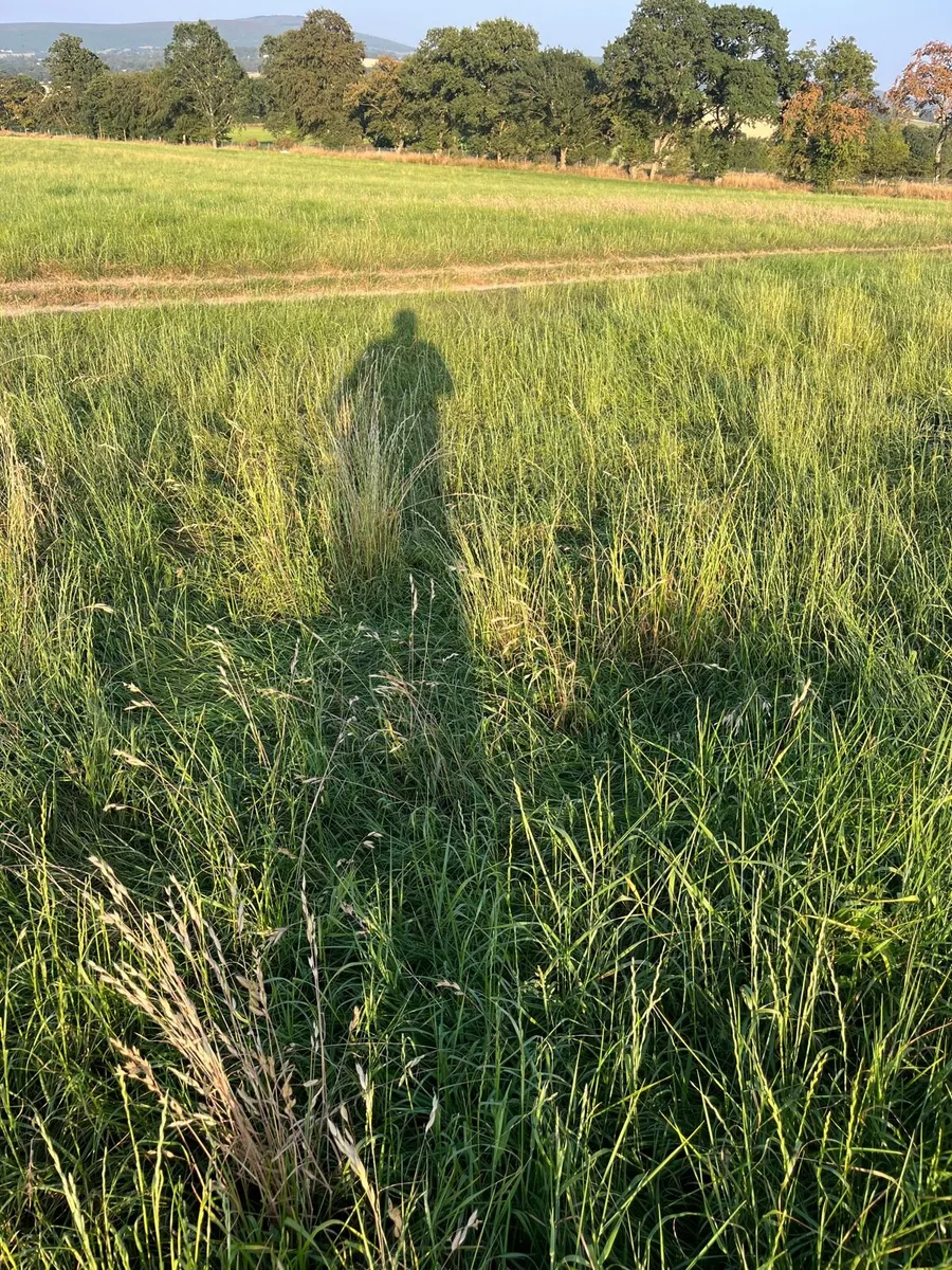 2nd cut silage - Image 4