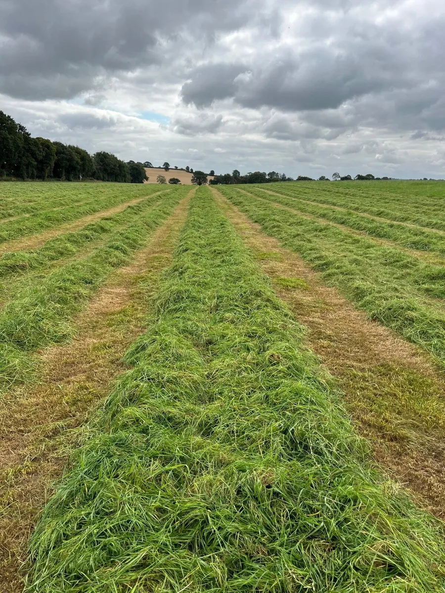 2nd cut silage - Image 1