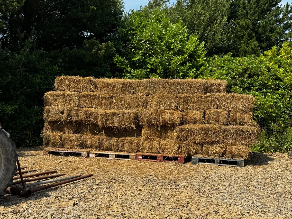 Small square bales of rushes/hay