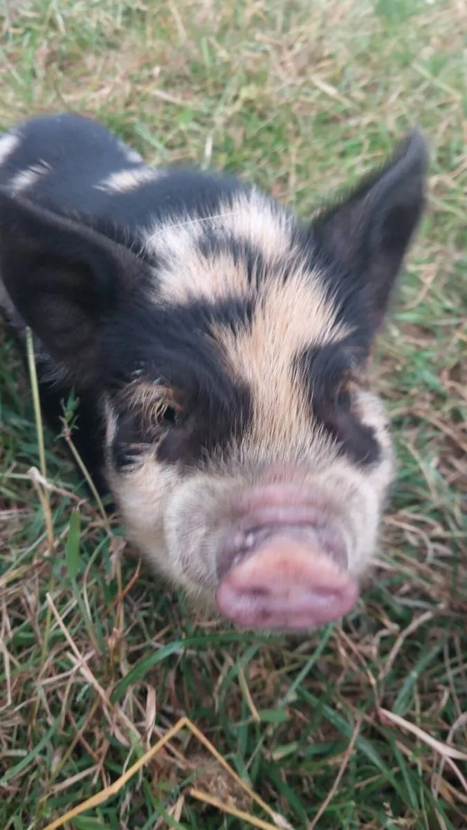 Kune Kune x - Image 1