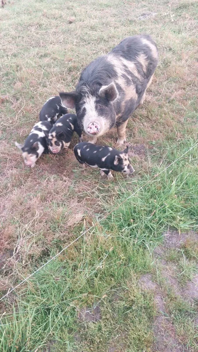 Kune Kune x - Image 2