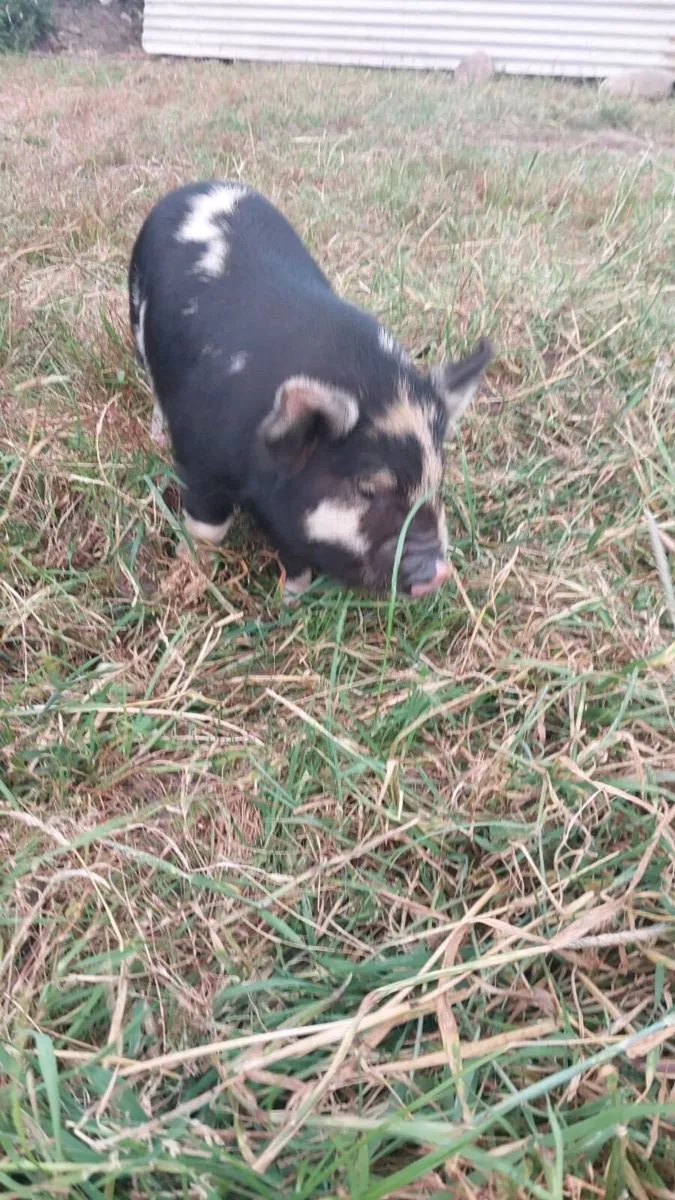 Kune Kune x - Image 3