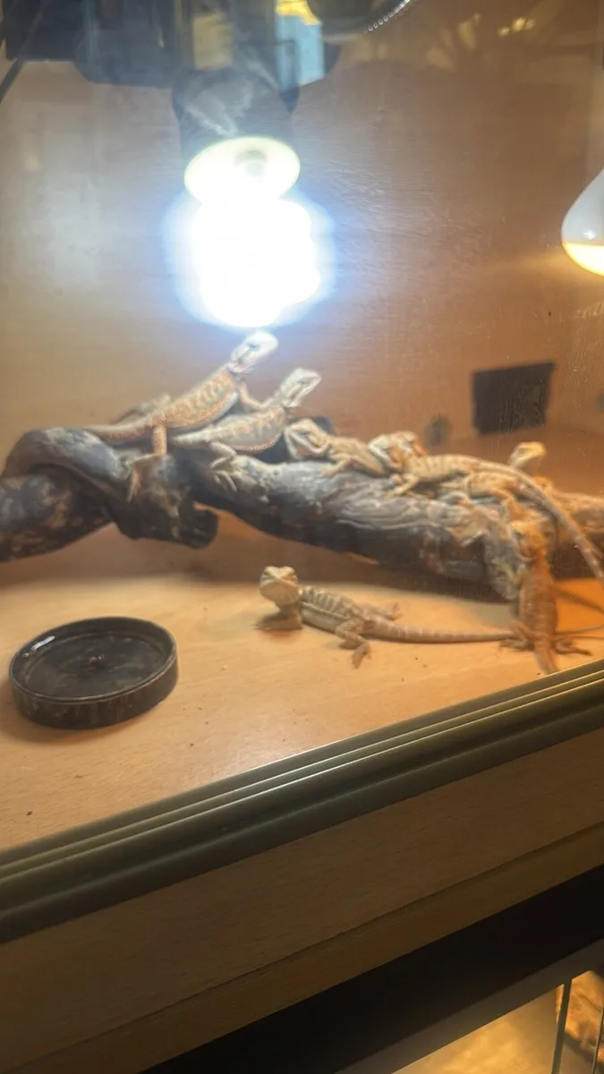 Baby Bearded Dragon - Image 1