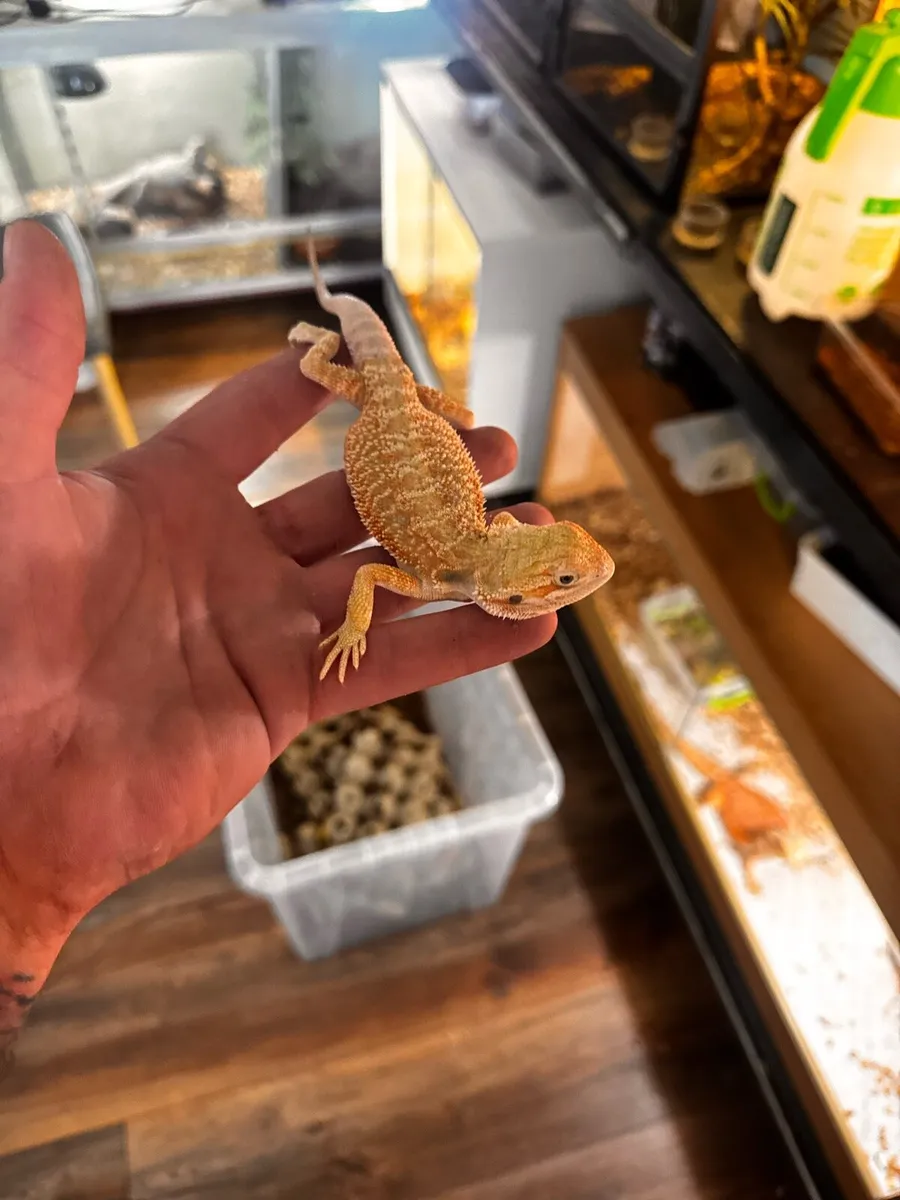 Baby Bearded Dragon - Image 2
