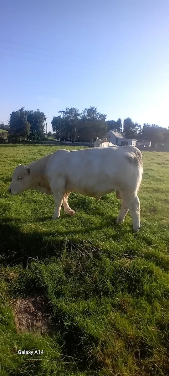 Pure bred bull - Image 2