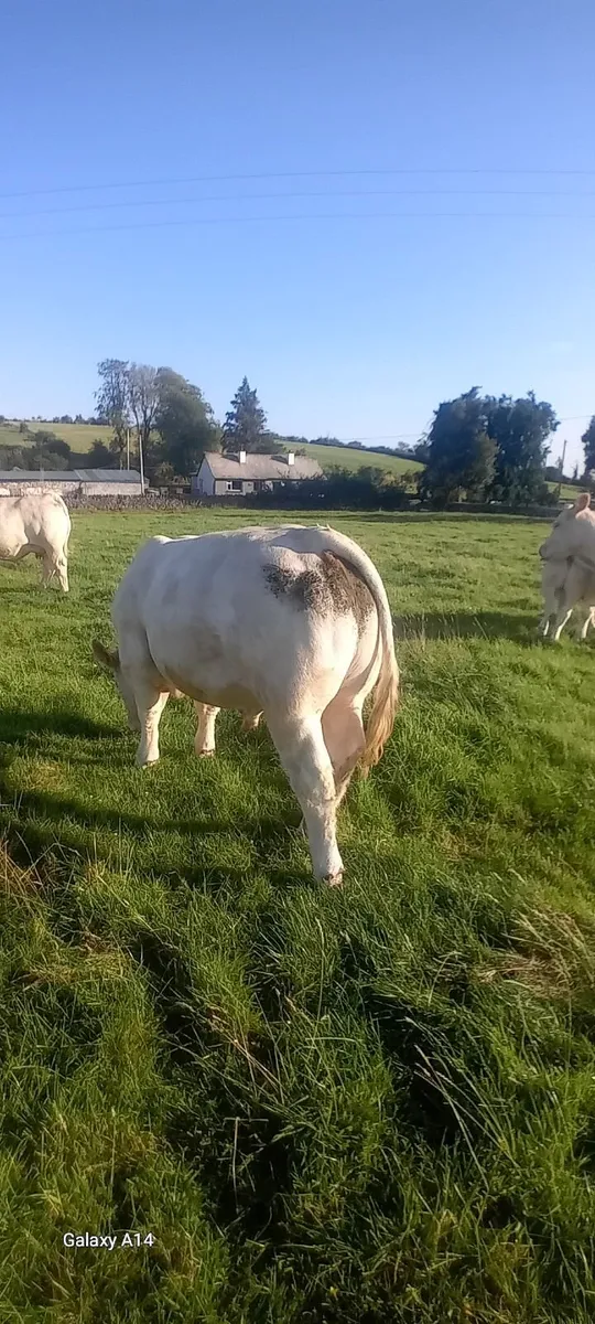 Pure bred bull - Image 1