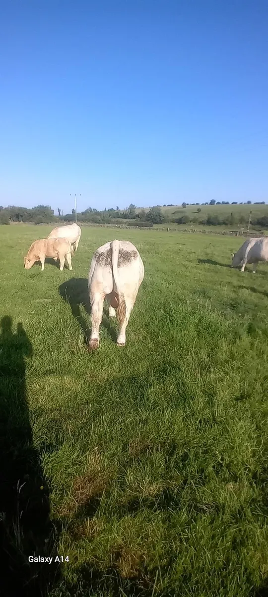 Pure bred bull - Image 3