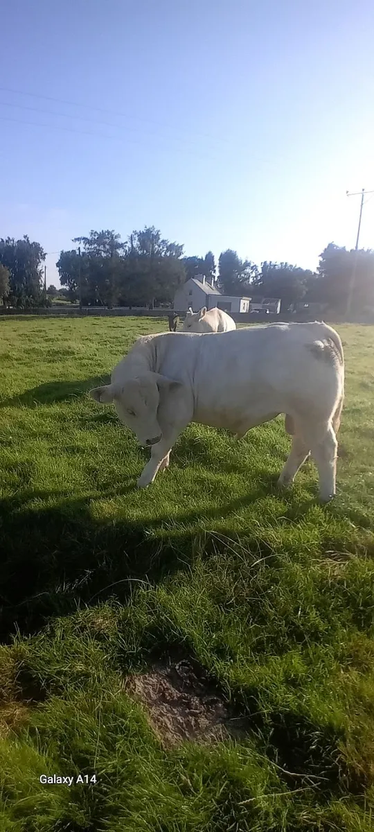 Pure bred bull - Image 4