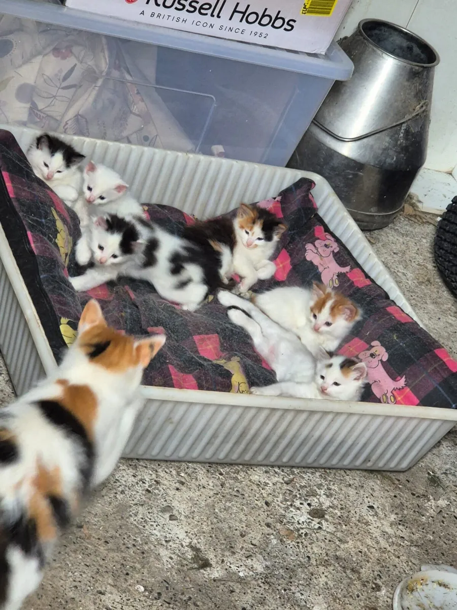 Kittens