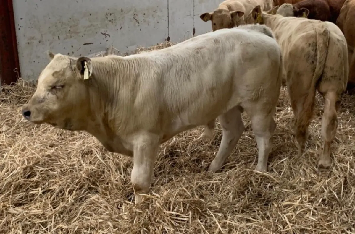 Super U Grade Suckler Bred Bull Runners - Image 3