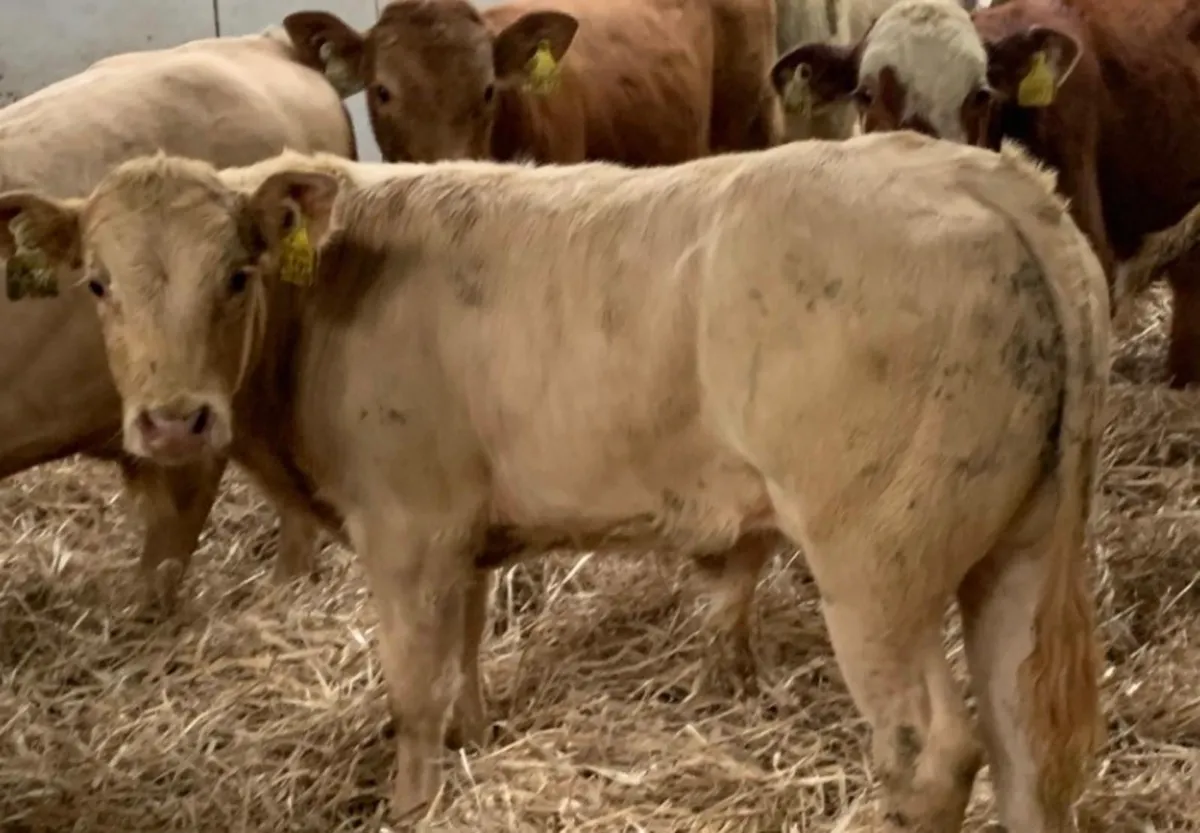 Super U Grade Suckler Bred Bull Runners - Image 4