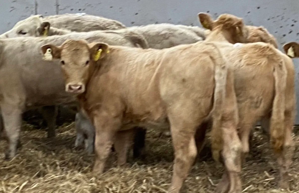 Super Suckler Bred CH & LIM Heifer Runners - Image 1