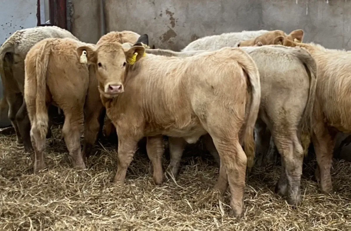 Super Suckler Bred CH & LIM Heifer Runners - Image 2