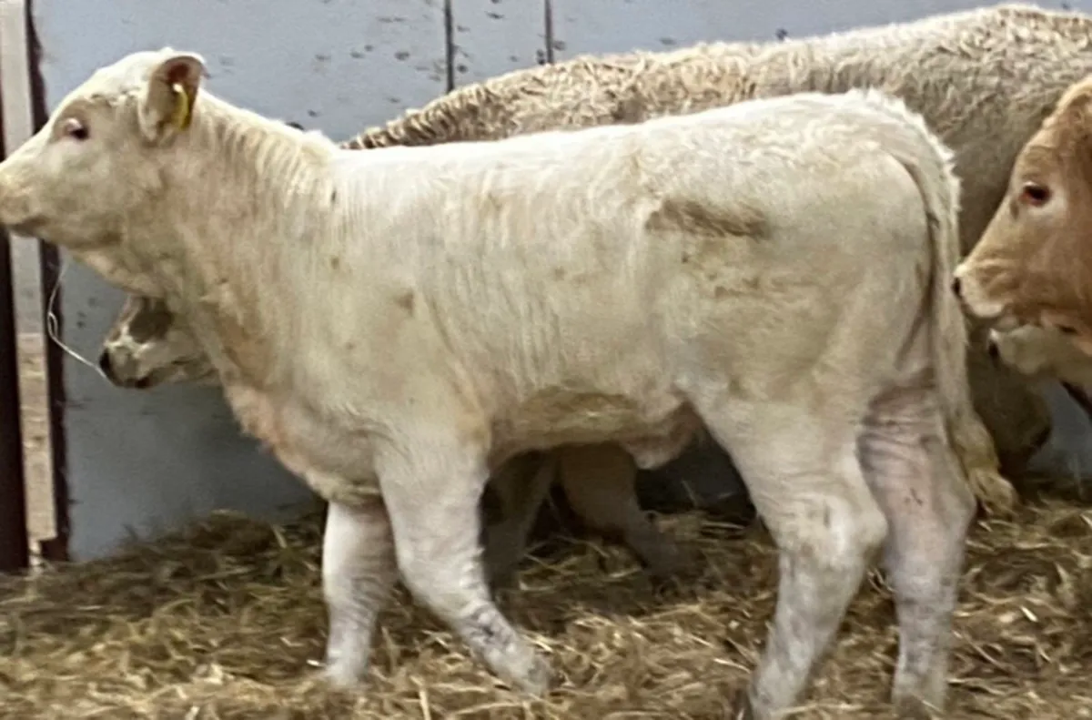 Super Suckler Bred CH & LIM Heifer Runners - Image 3