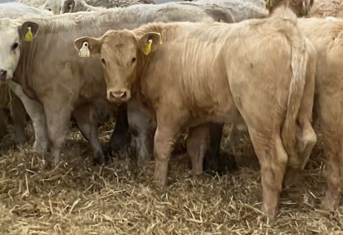 Super Suckler Bred CH & LIM Heifer Runners - Image 4