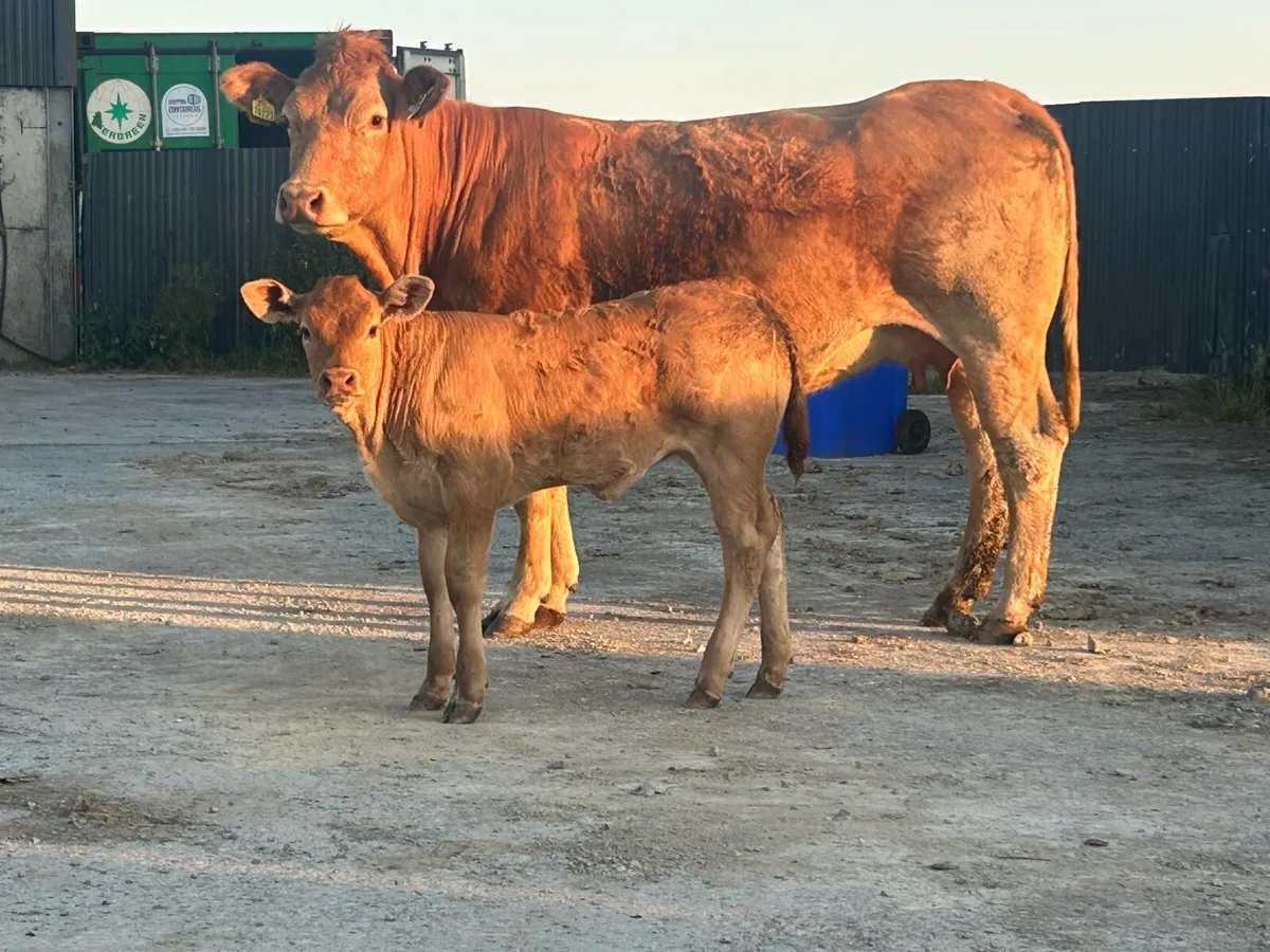 First calved heifer and u grade heifer calf - Image 1