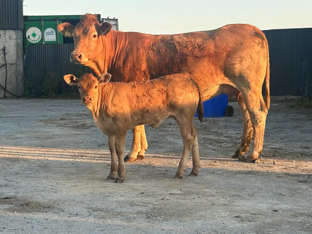First calved heifer and u grade heifer calf - Image 2