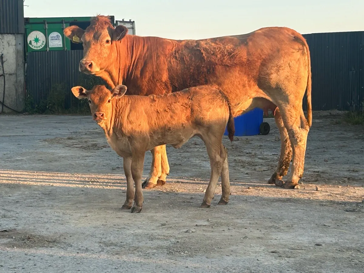 First calved heifer and u grade heifer calf - Image 3