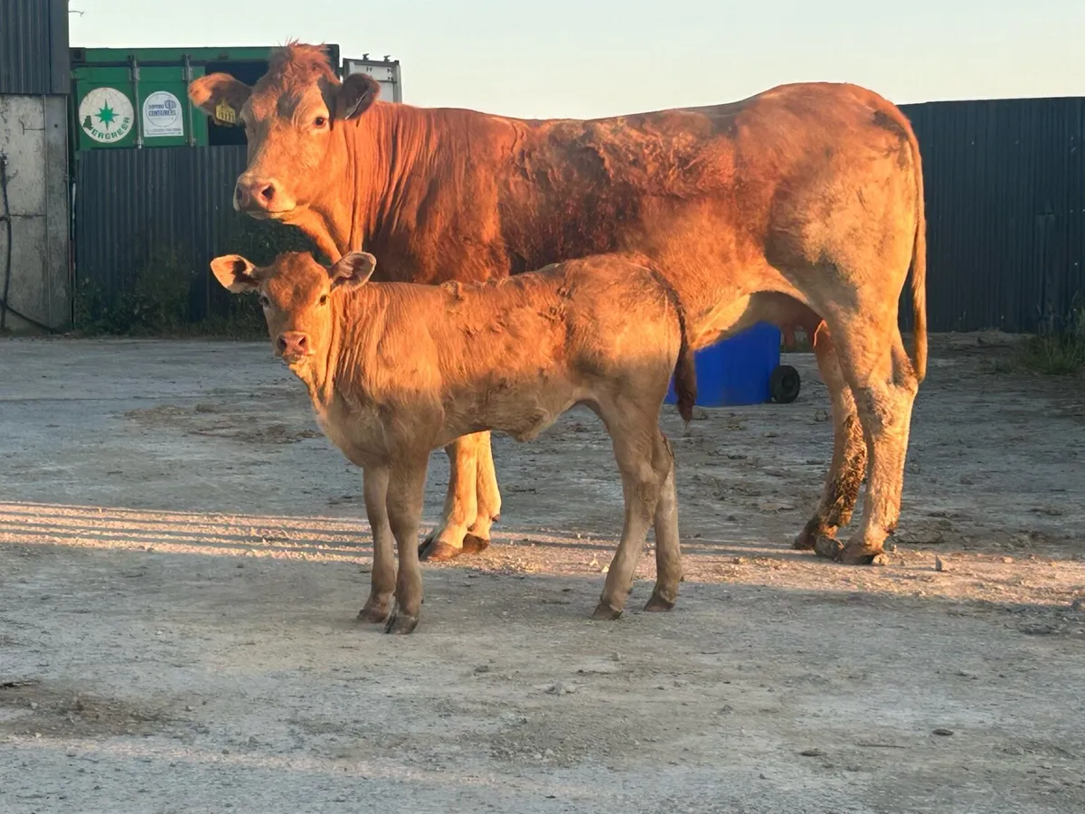 First calved heifer and u grade heifer calf - Image 4