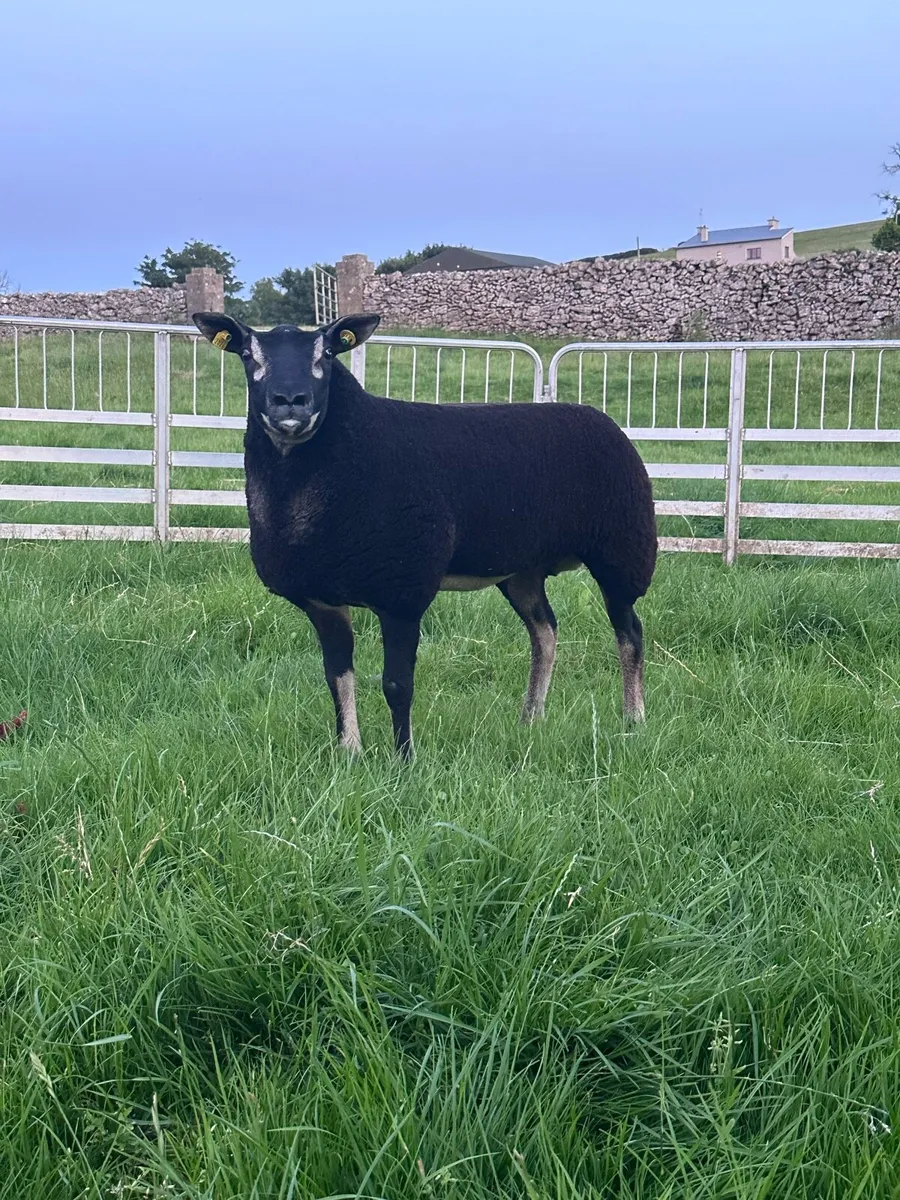 Blue Texel ram lambs - Image 2