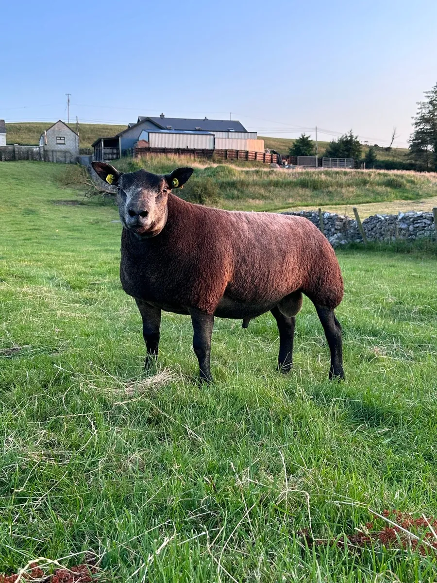 Blue Texel ram lambs - Image 1