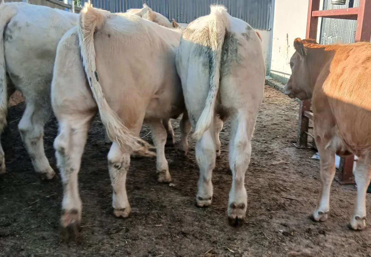 10 super heifers - Image 2