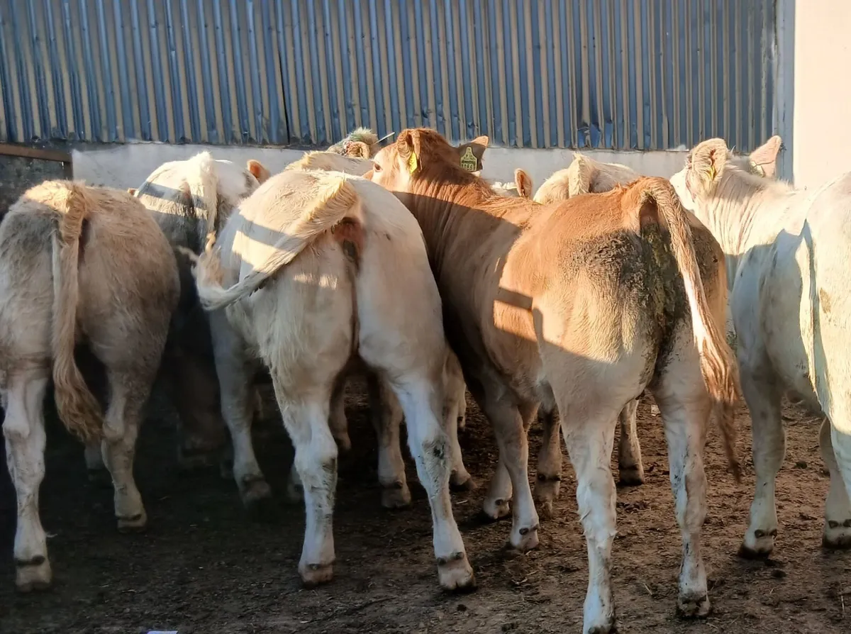 10 super heifers - Image 3