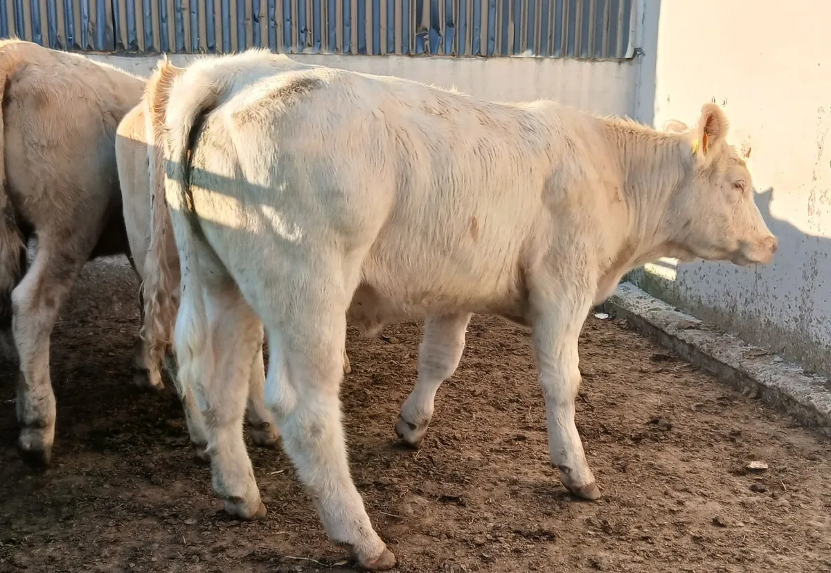 10 super heifers - Image 4