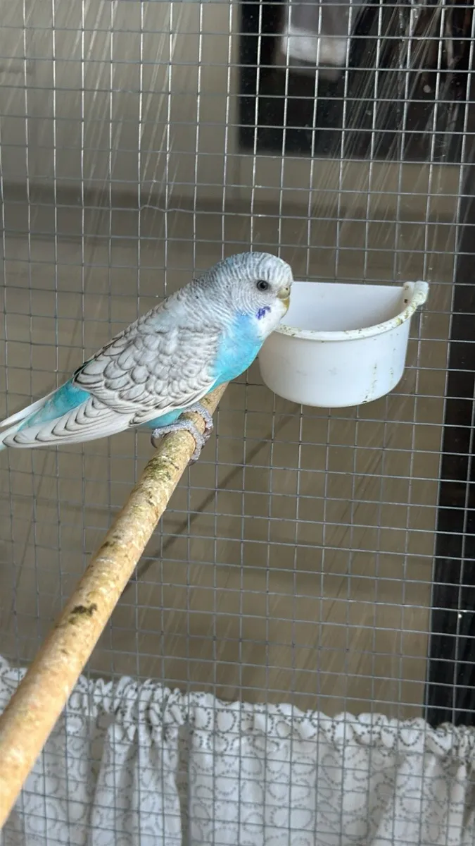 Budgies and cage - Image 1