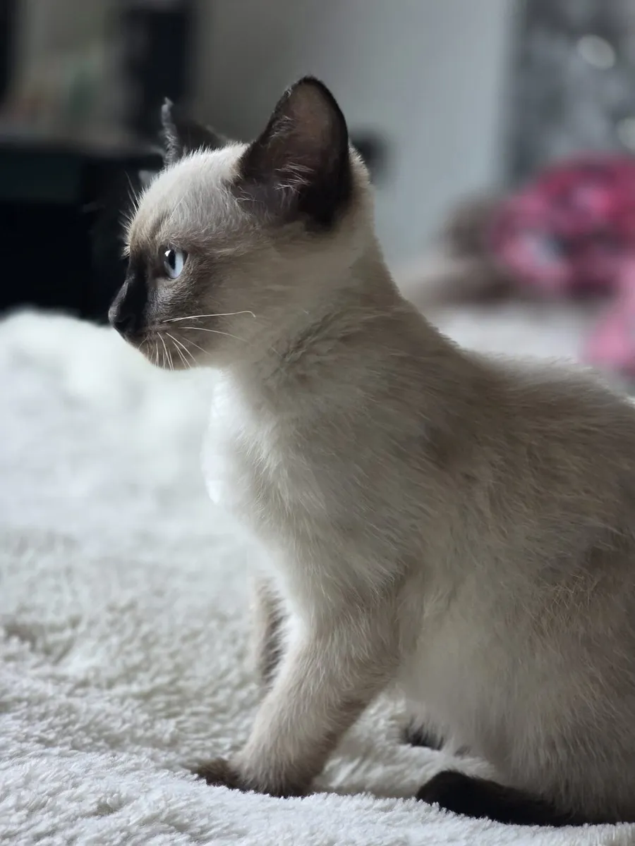 Ragdoll kitten - Image 3