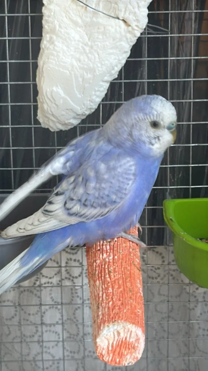 Budgies and cage - Image 2
