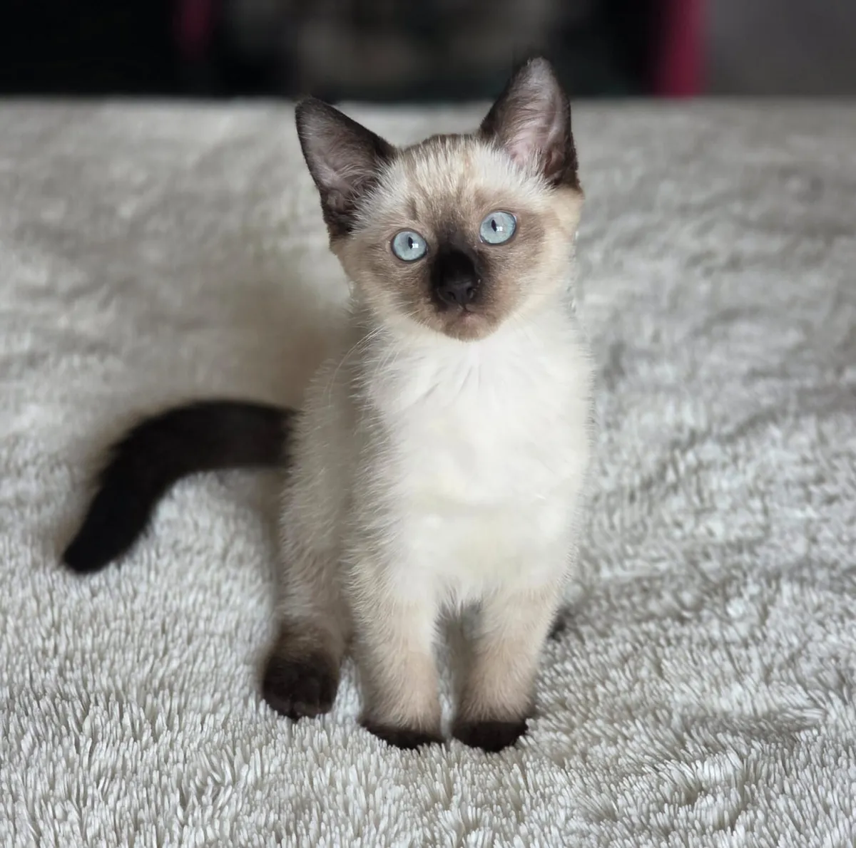 Ragdoll kitten - Image 1