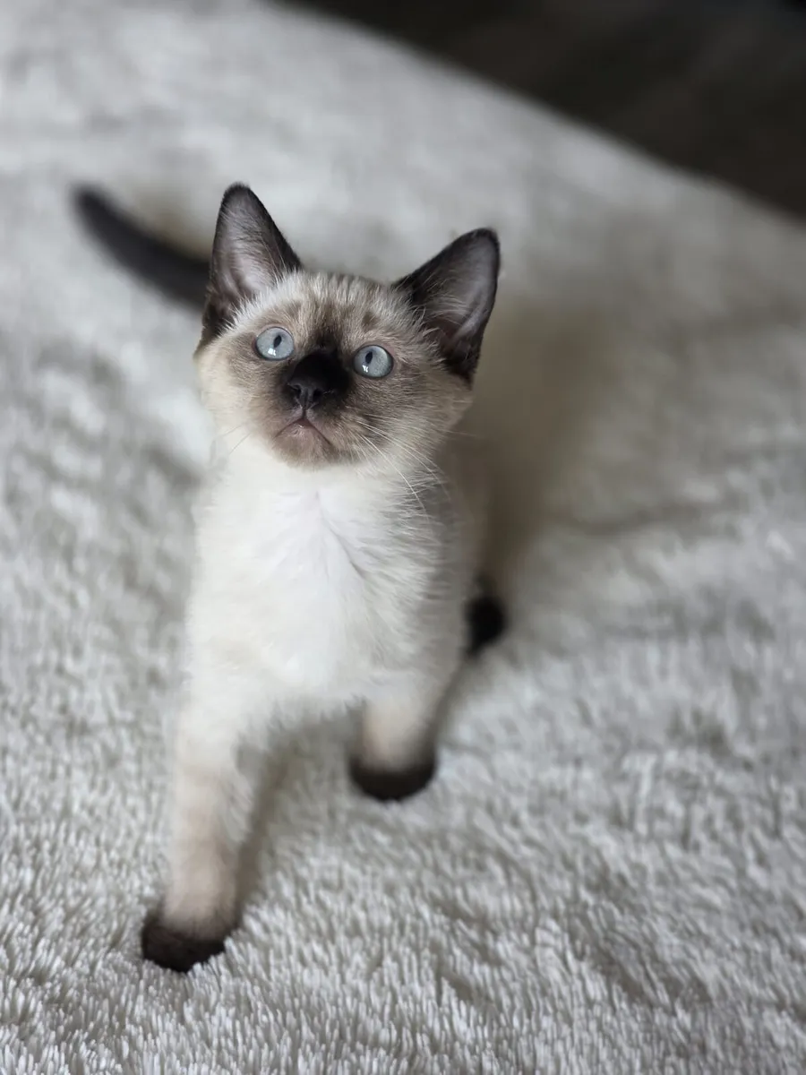 Ragdoll kitten - Image 2