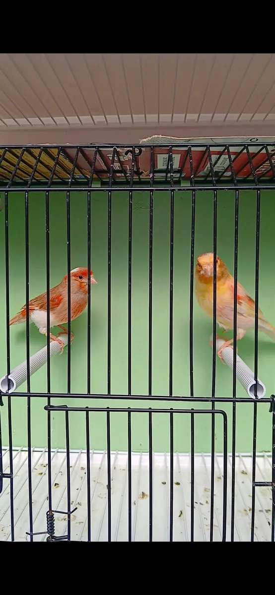 Harlequin pair for sale. - Image 1