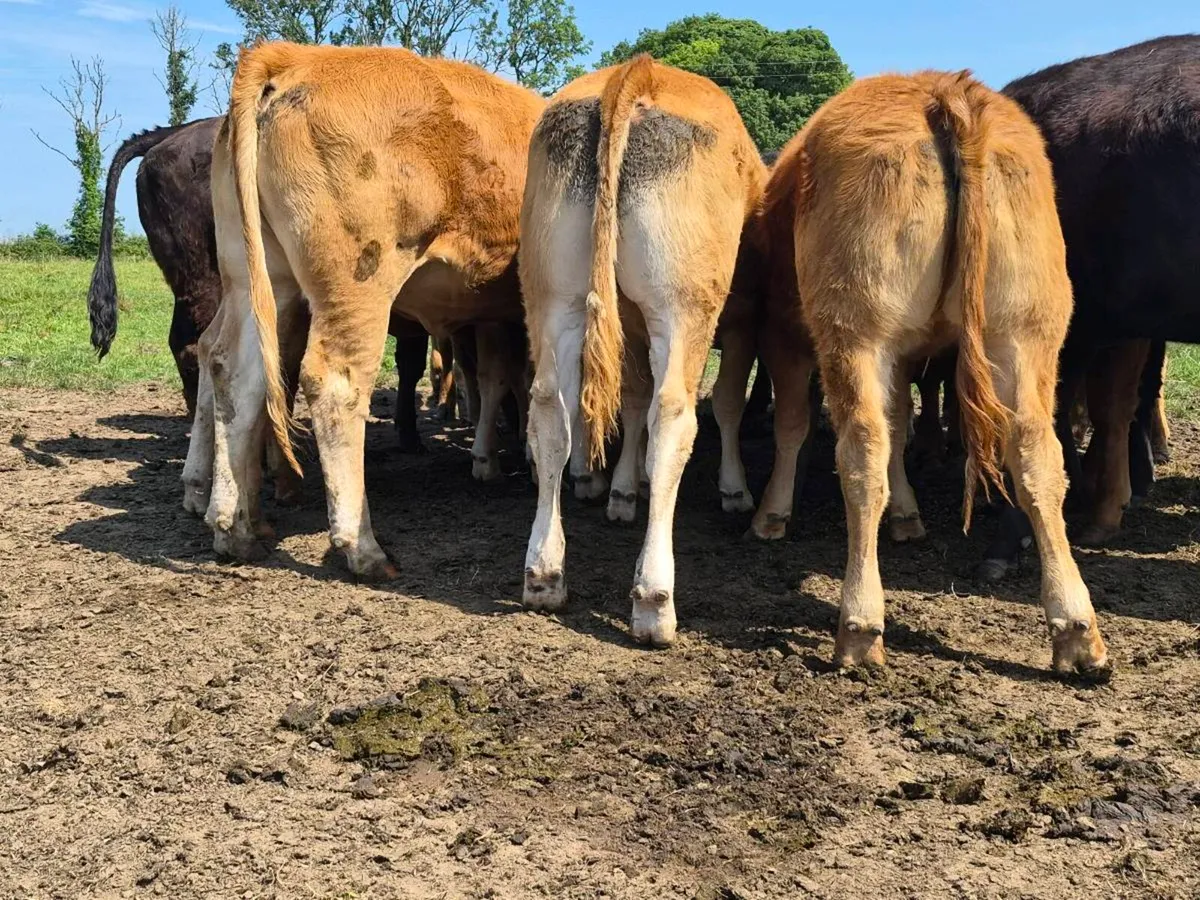 20 Super Heifer Weanlings - Image 1