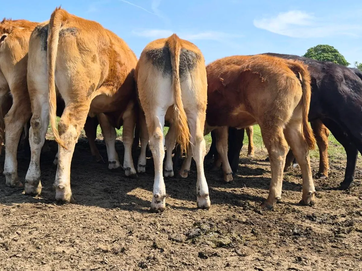 20 Super Heifer Weanlings - Image 4